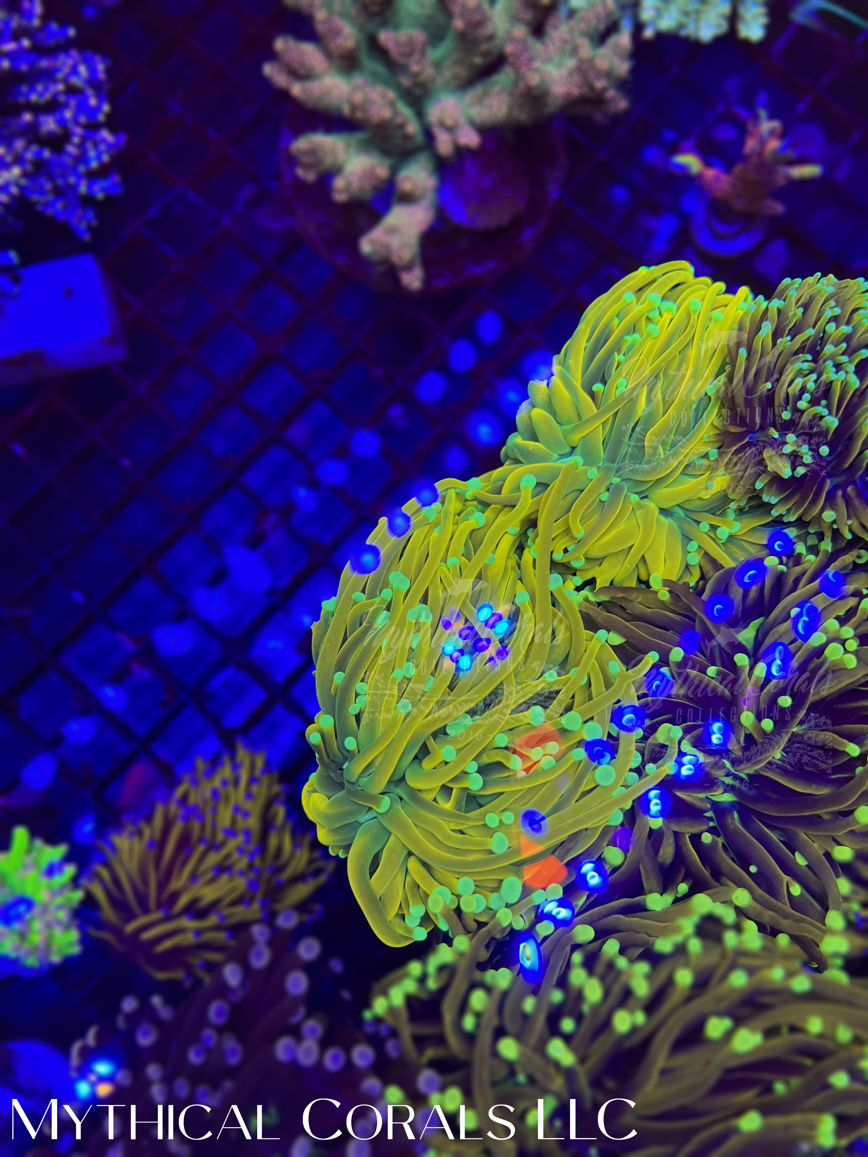jester gold torch – Mythical Corals